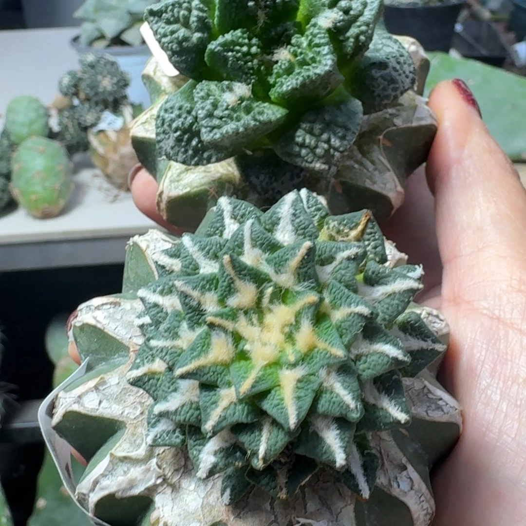 【闪购商品】无花朵过节福利两颗牡丹171.880