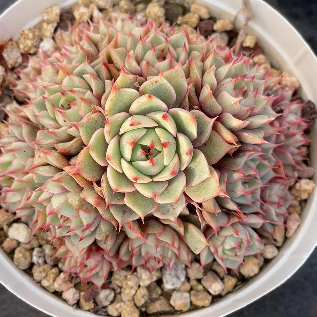 多肉植物一物一拍