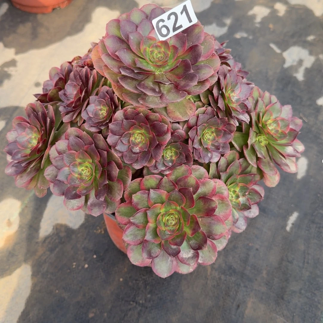 621多肉植物火狐多肉