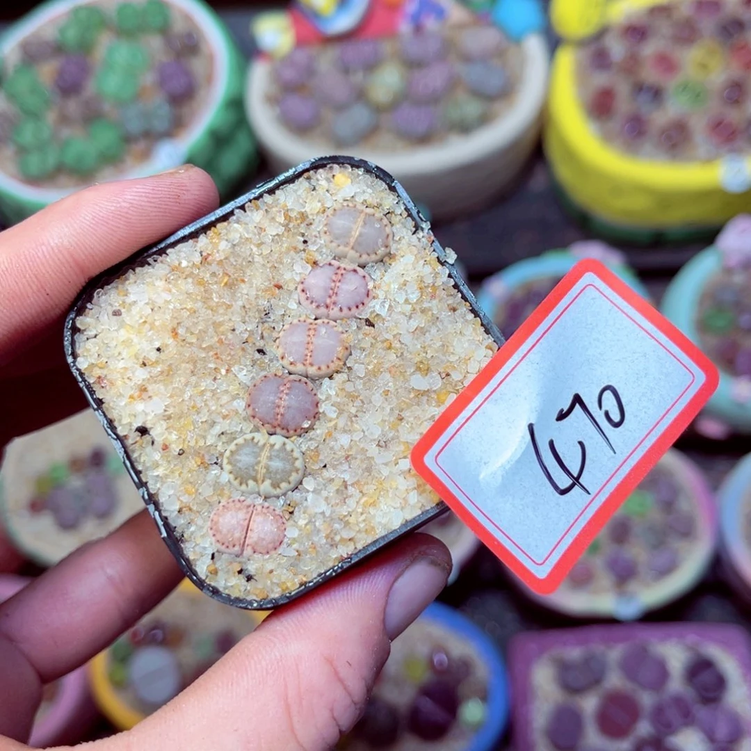 470生石花带盆发1