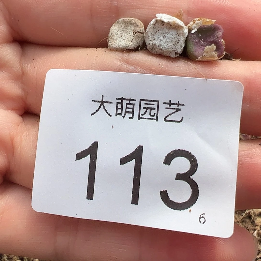0000113量拍园艺紫方碗3颗尺寸不大