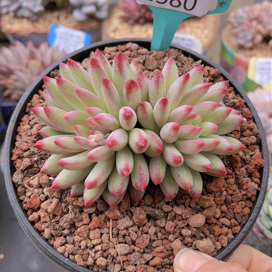 2380虞美人。