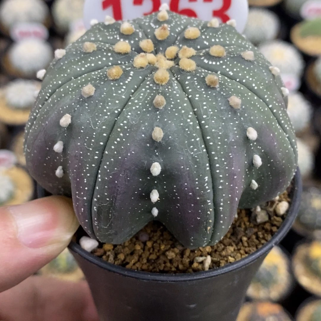 1363高绒细雪海星兜指纹基因