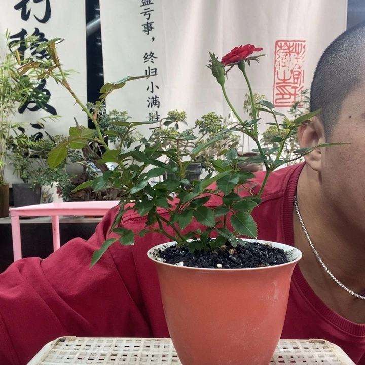 无花朵退款拉黑拉黑26