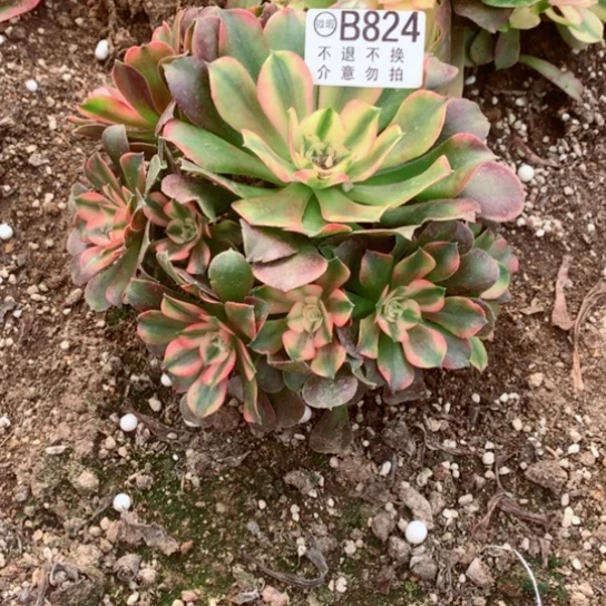 多肉植物香妃824