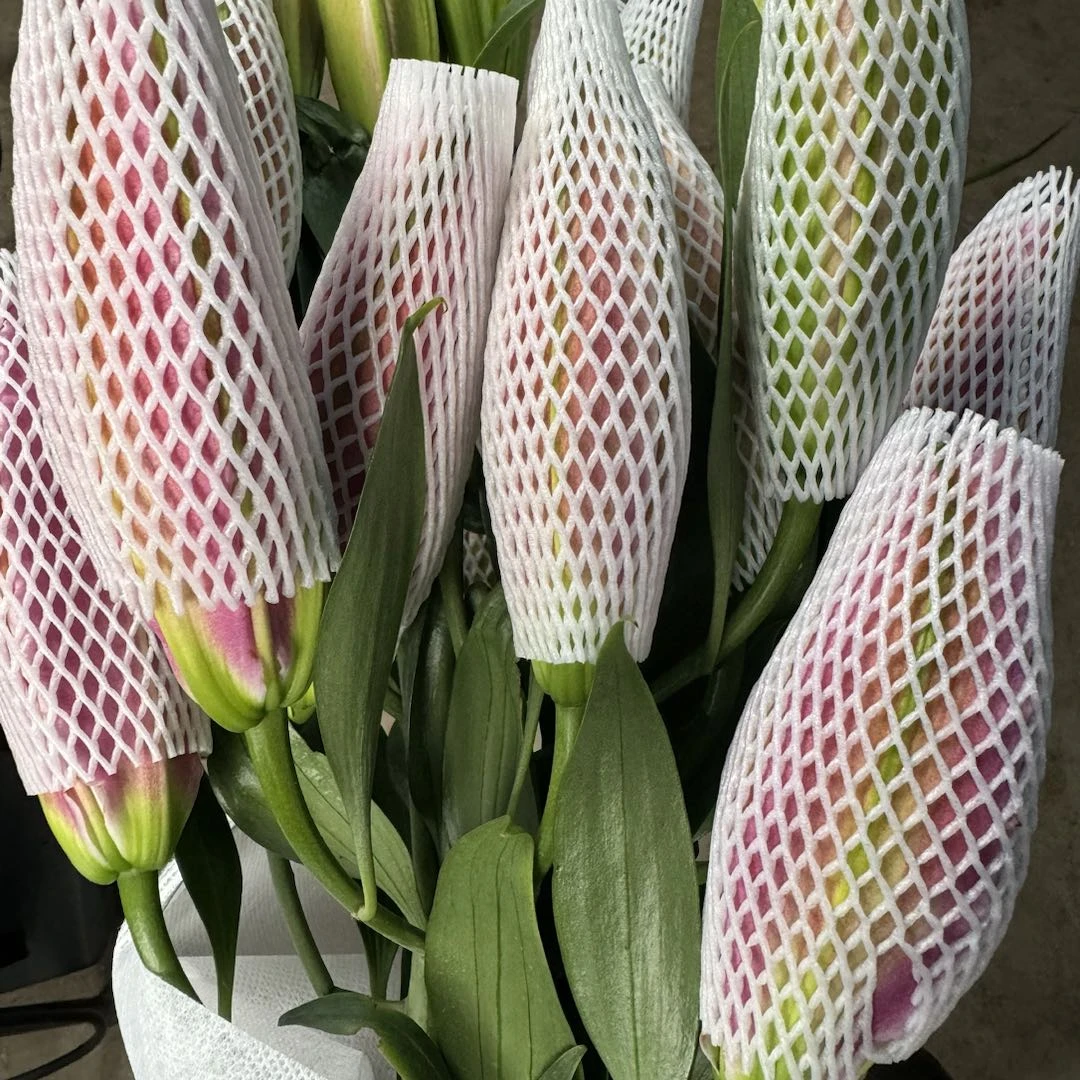 【盼盼鲜花】赛卡塔重瓣百合 鲜花两单起包邮 云南鲜花