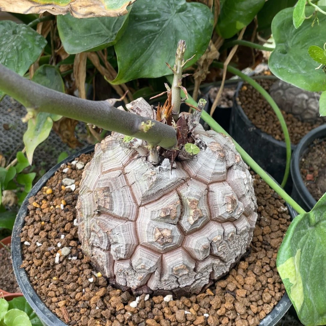 无花朵南非龟甲龙