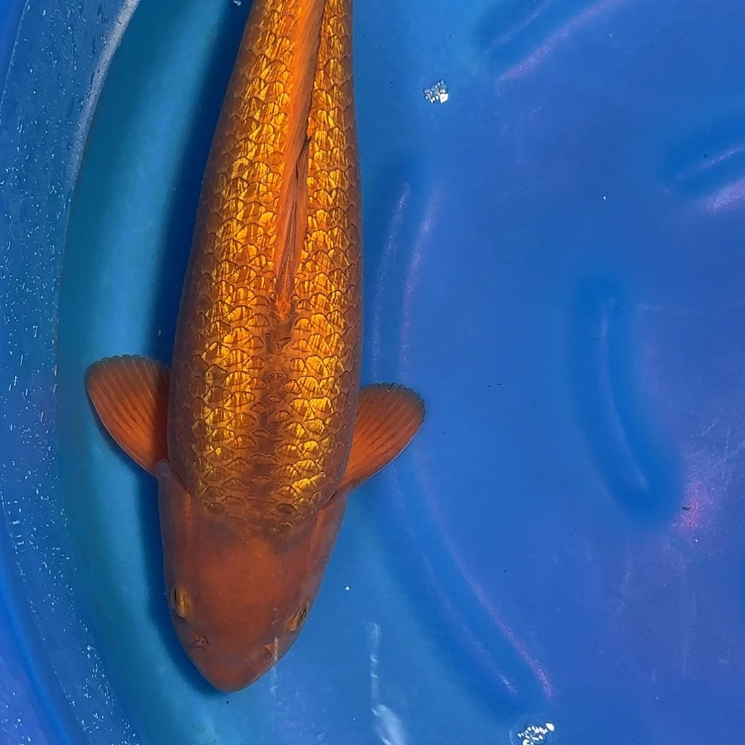 海水鱼锦程锦鲤福利