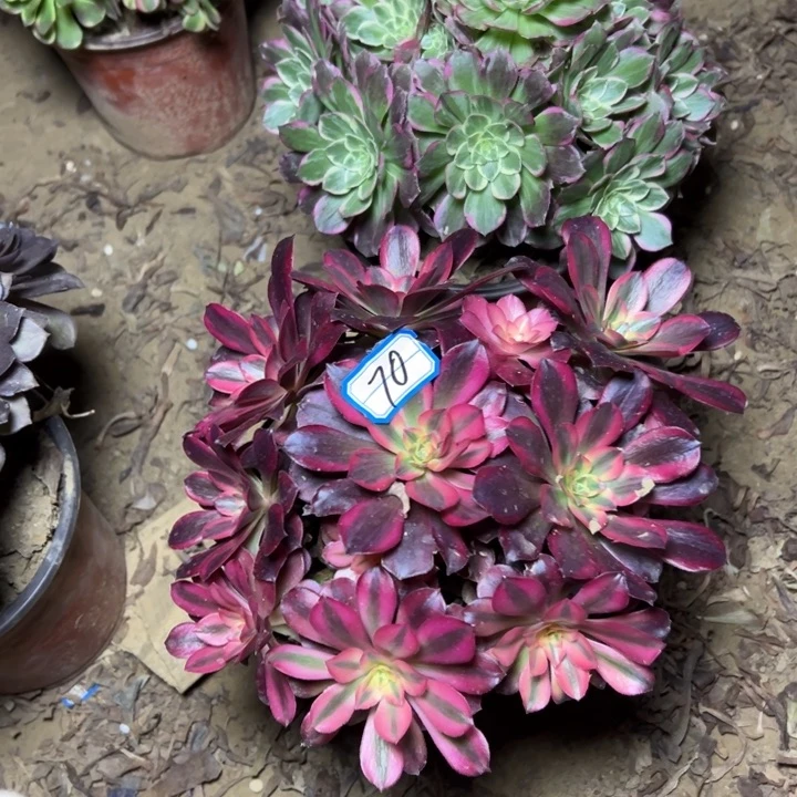 多肉植物断枝不包70