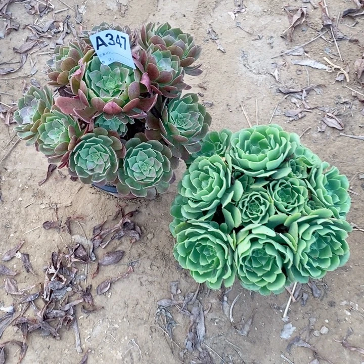 无花朵347赤闫连绿洋绒多肉植物