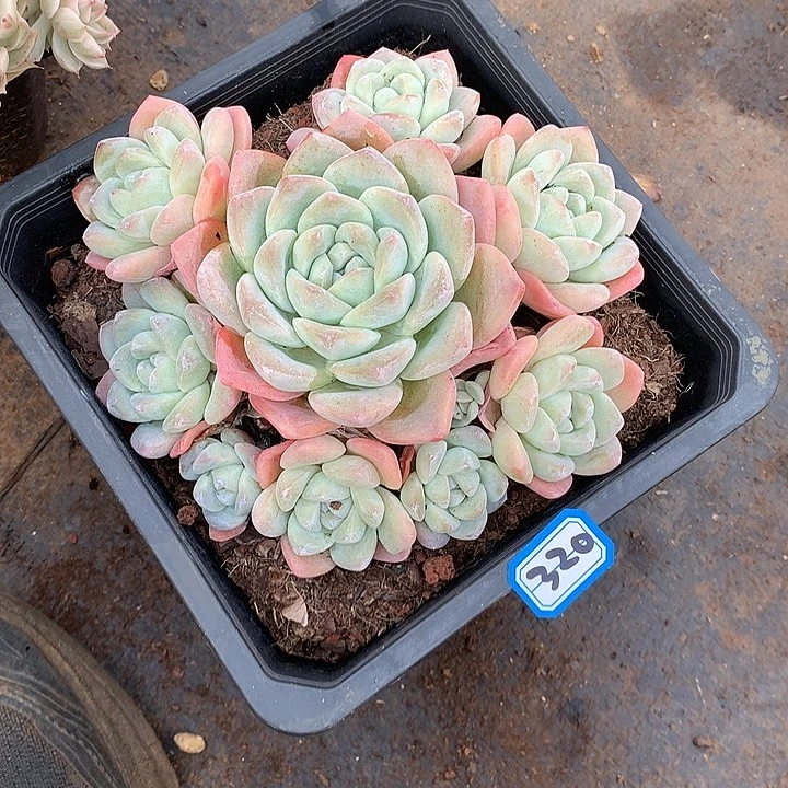 320冰玉 一物一拍多肉