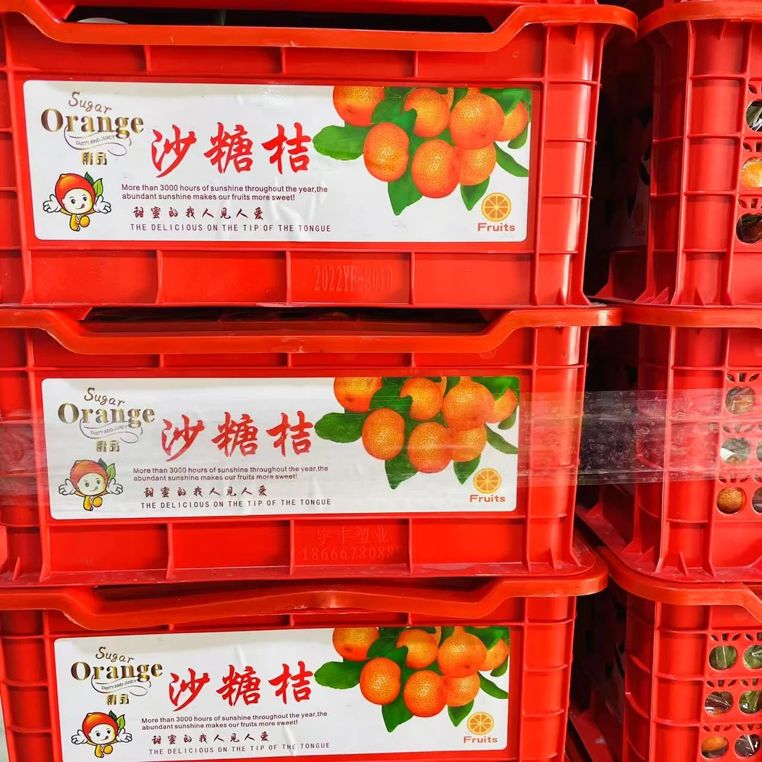 12 四会沙糖桔  净重8.5斤【只发河南省】