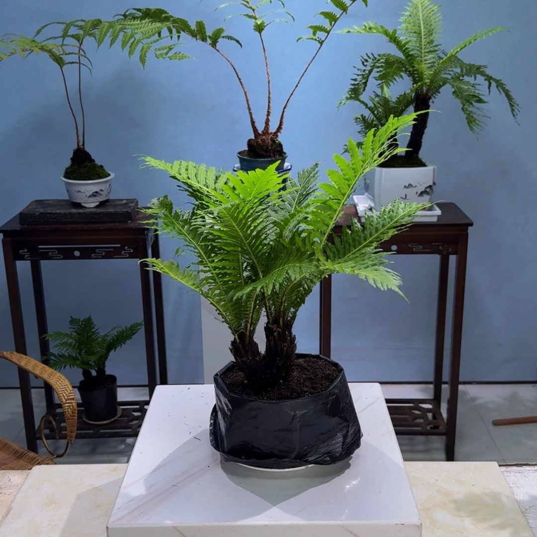 无花朵延****制小双头富贵蕨