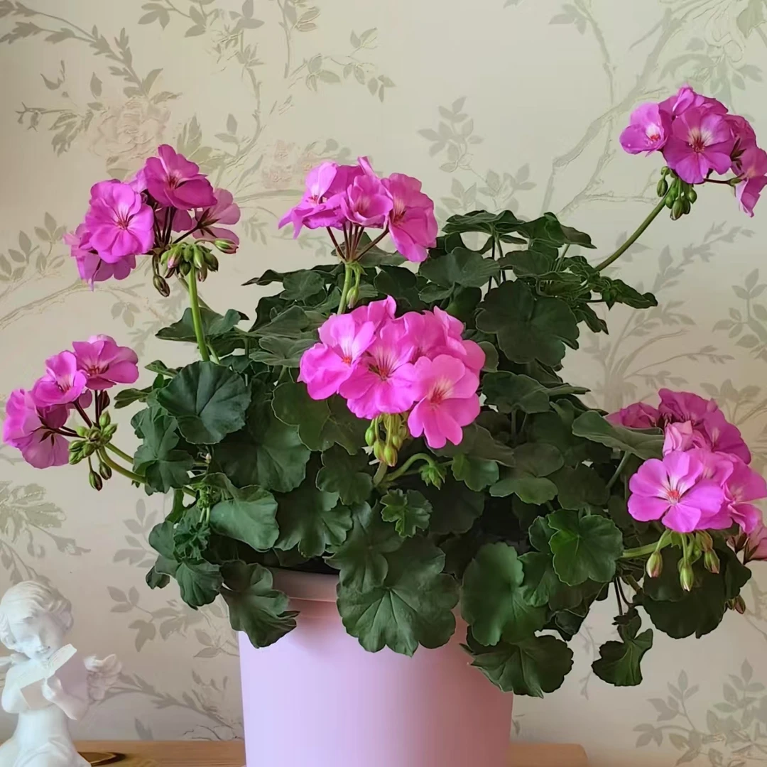 卡里奥天竺葵【蓝紫色】花卉盆栽生长快易爆花多年生院阳台新手易