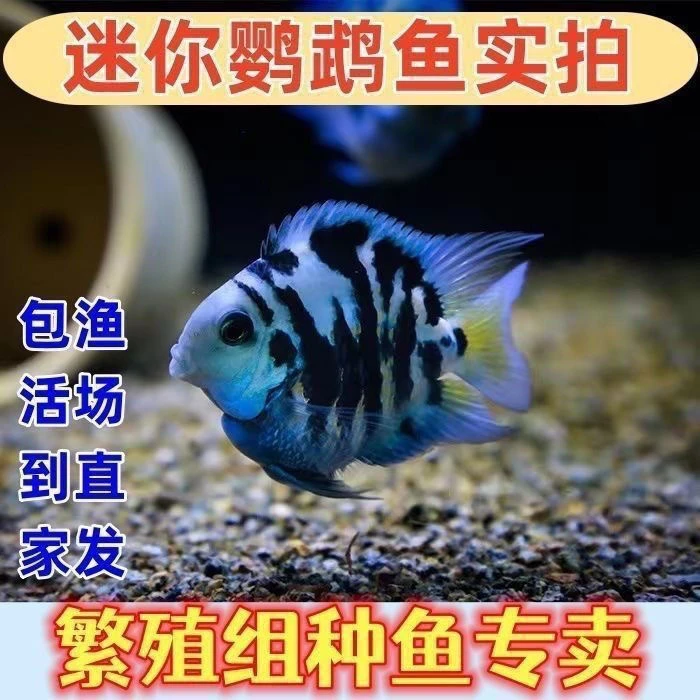 迷你鹦鹉宝蓝可繁殖【5-6厘米】自己繁殖自己带娃好养