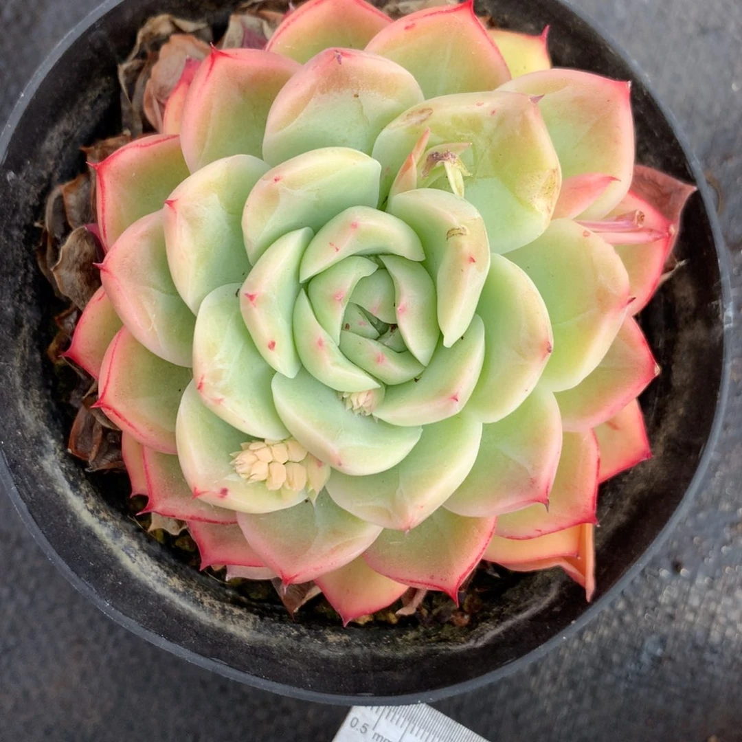 1098杂交精品基地 8厘米