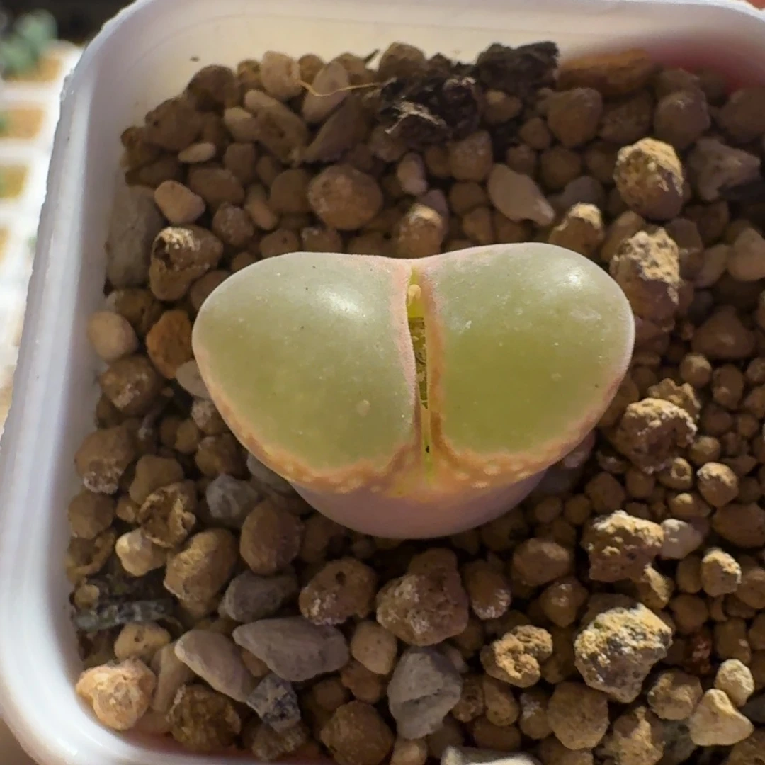 x*.多肉.............