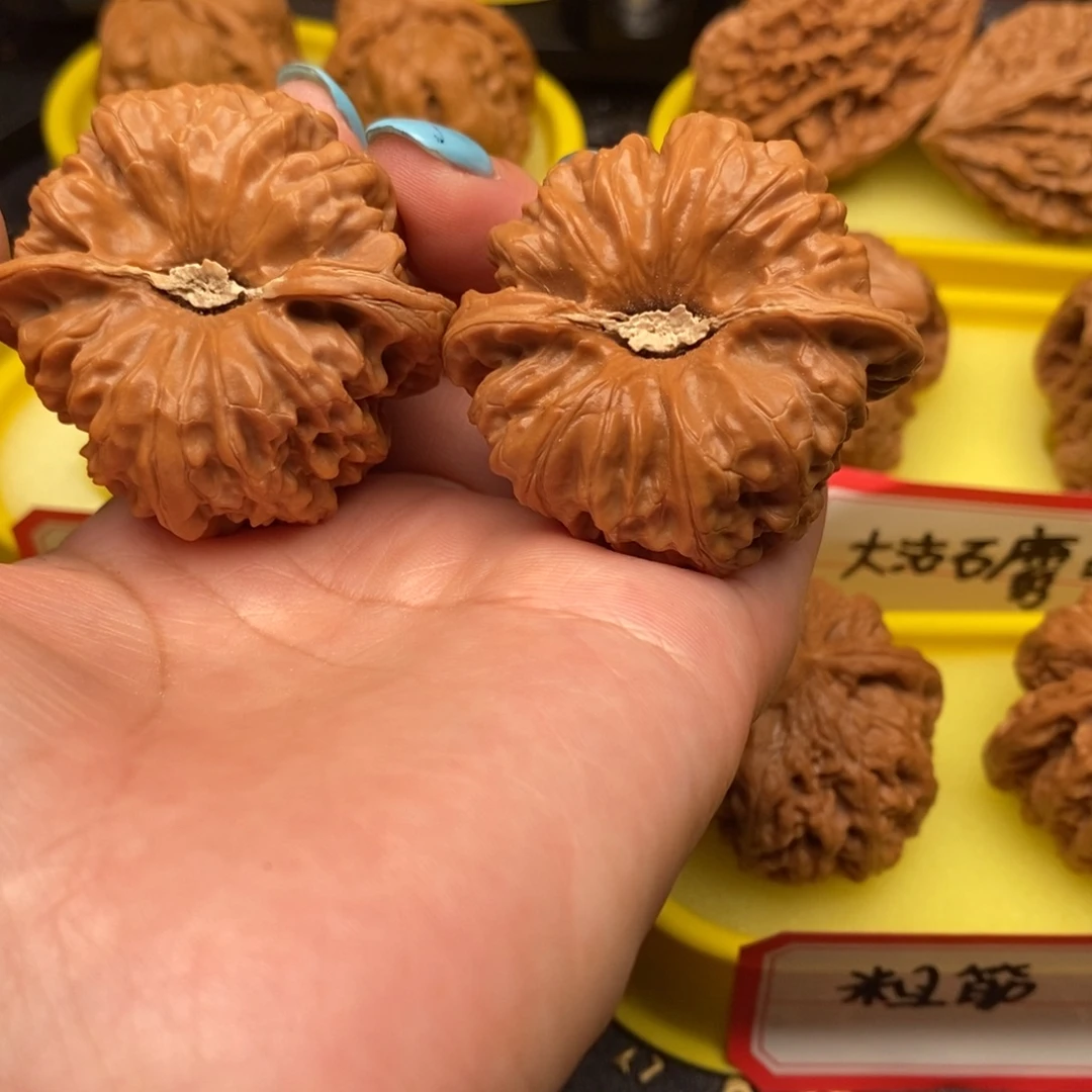 境***6菩提籽类平谷凹底