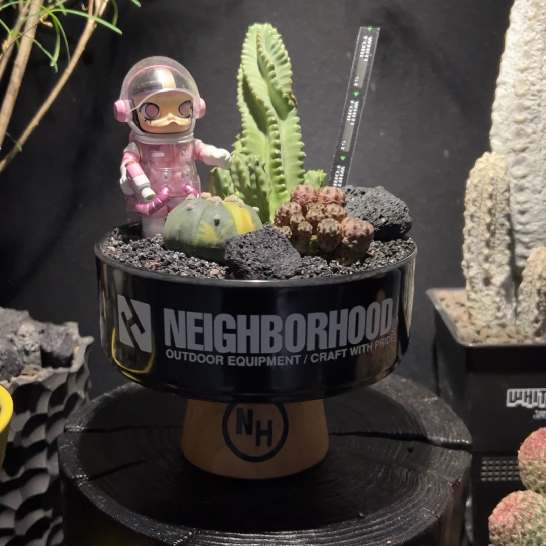 A06潮流植物微景观一物一拍