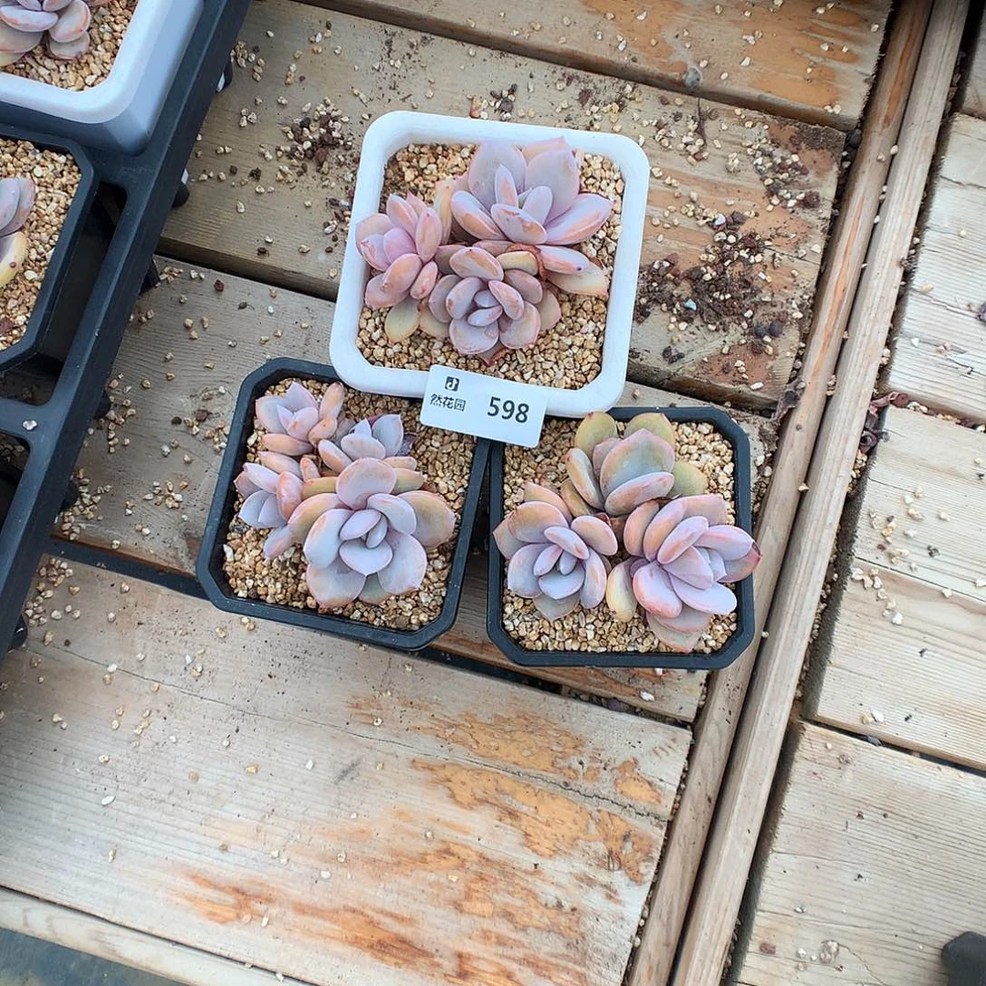 白*琛598奶茶3颗多肉植物666