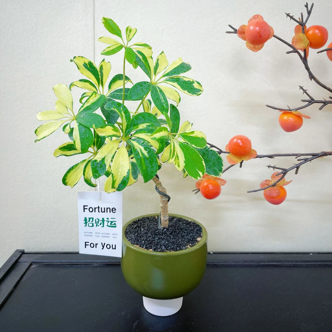 花叶鸭脚木锦室内客厅阳台观叶趣味花卉绿植鸭掌木盆栽八方来财