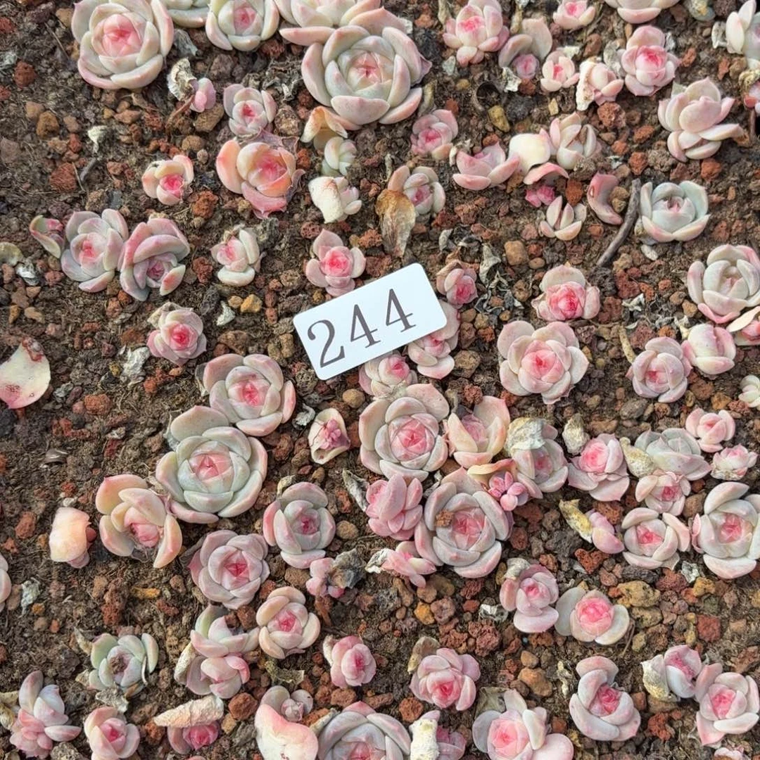 尐****多肉植物多肉植物244