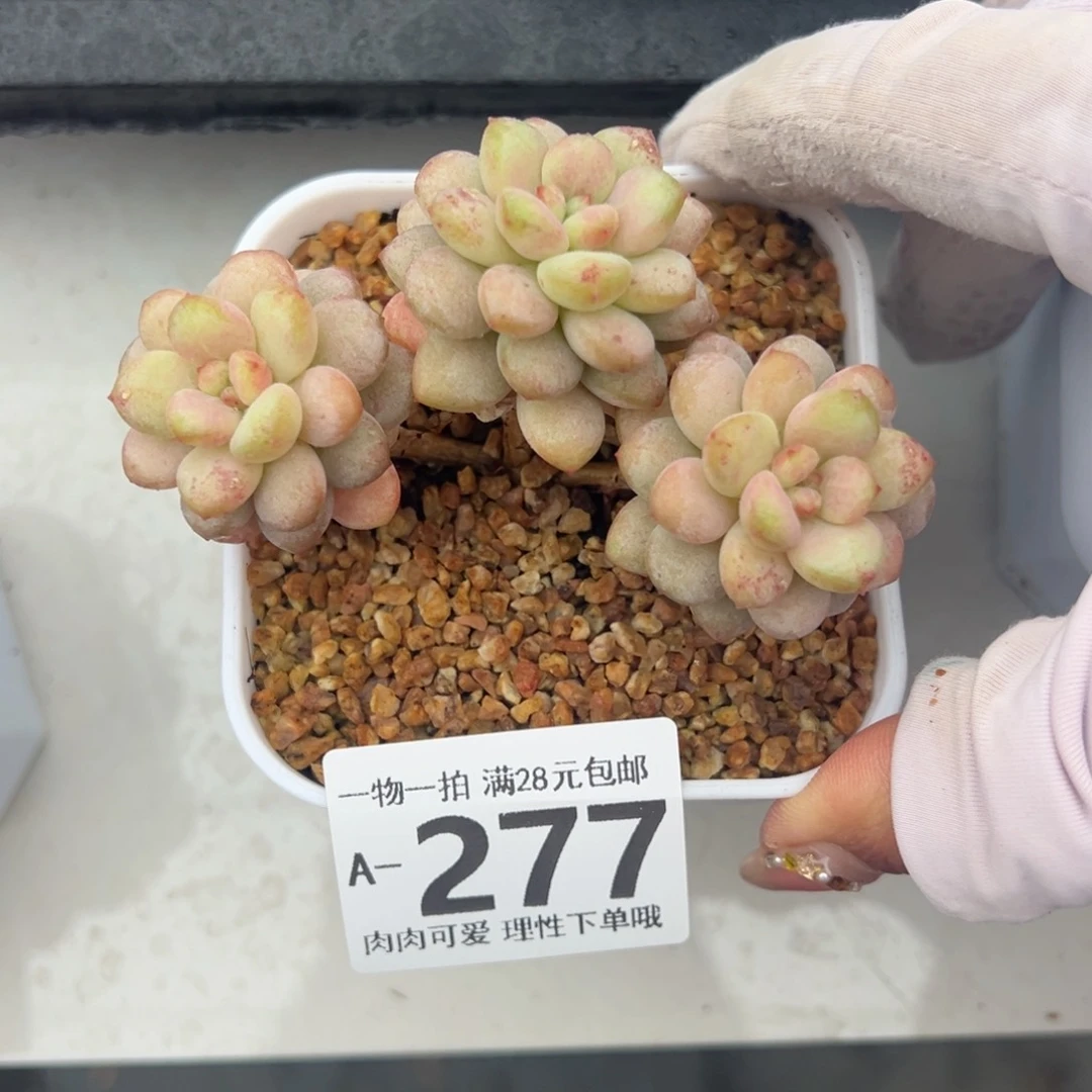 阳光玫瑰多肉多肉多肉多肉多肉