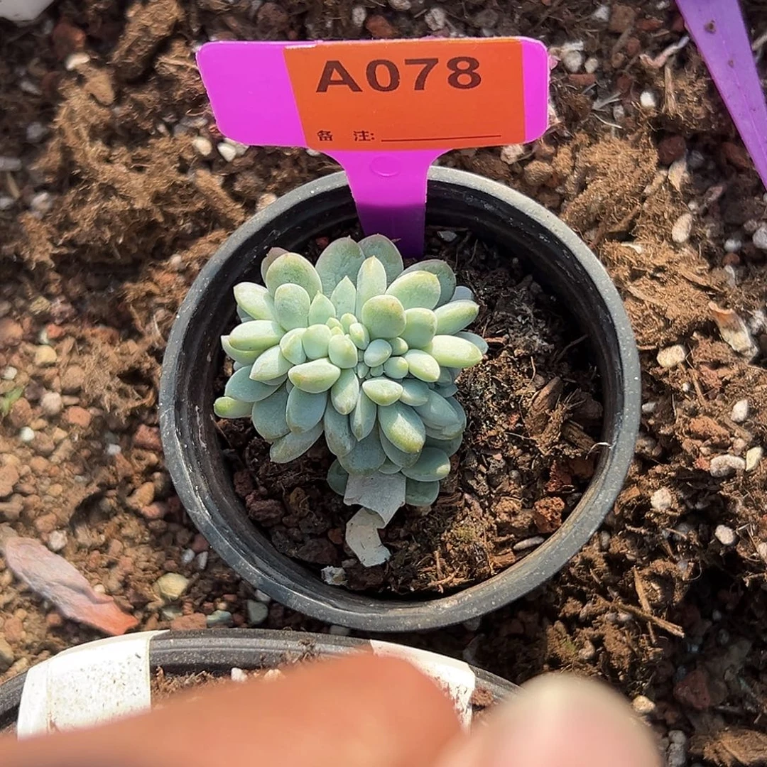 沉***默多肉植物一物一拍