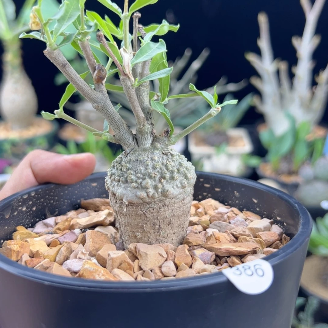 火星人老桩一物一拍带盆发