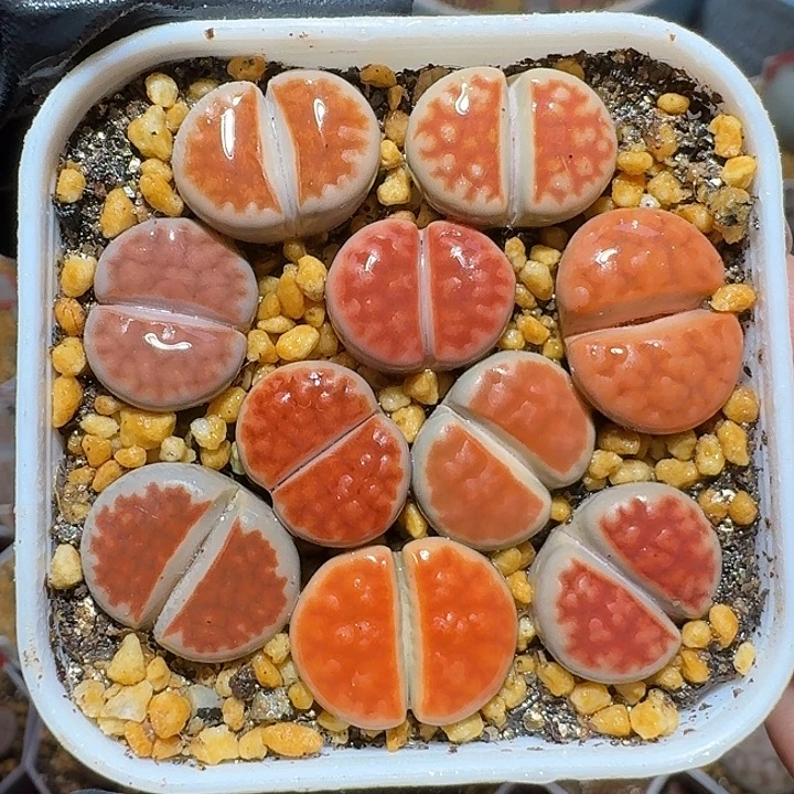 生石花121212。  269