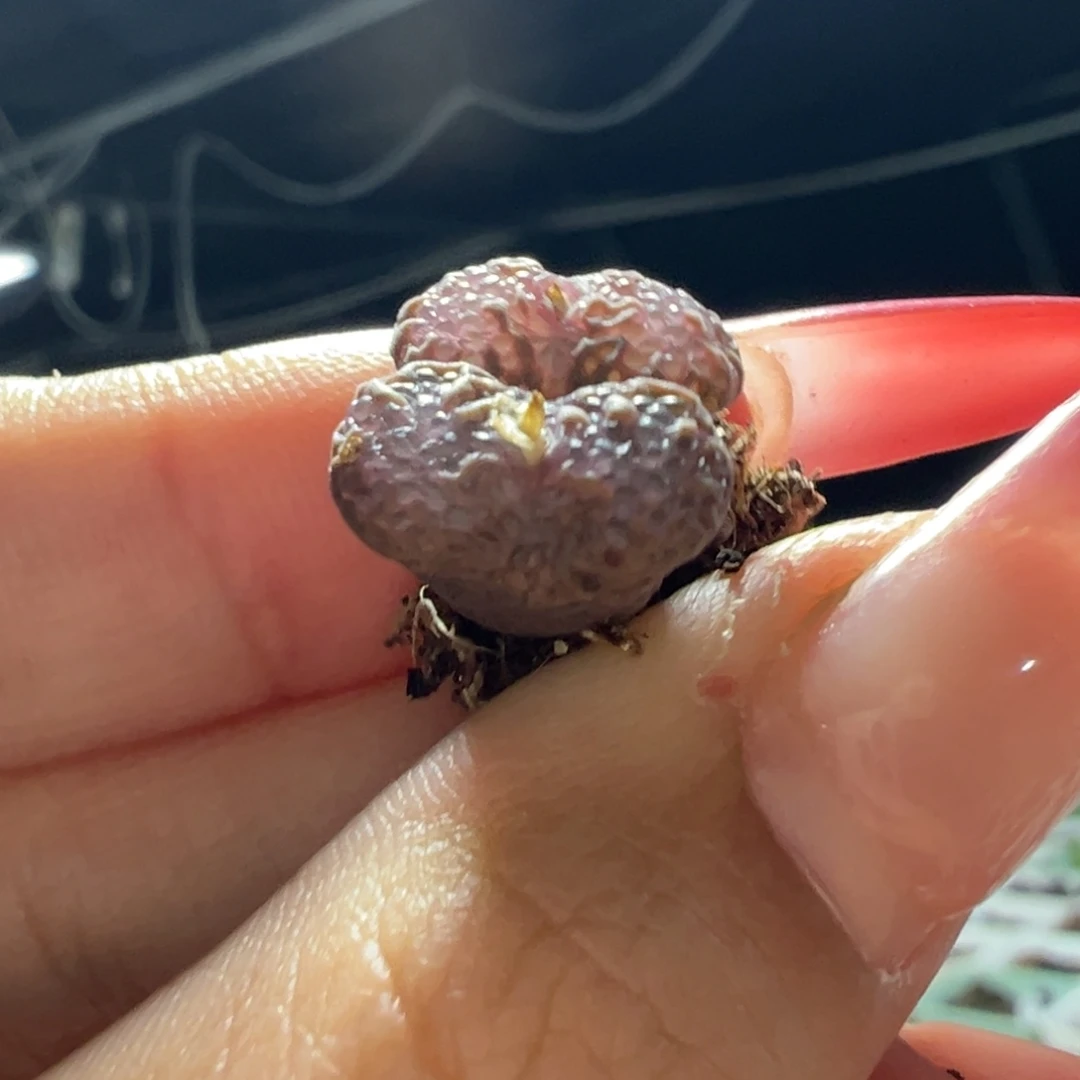 满窗泡泡勋章多肉植物