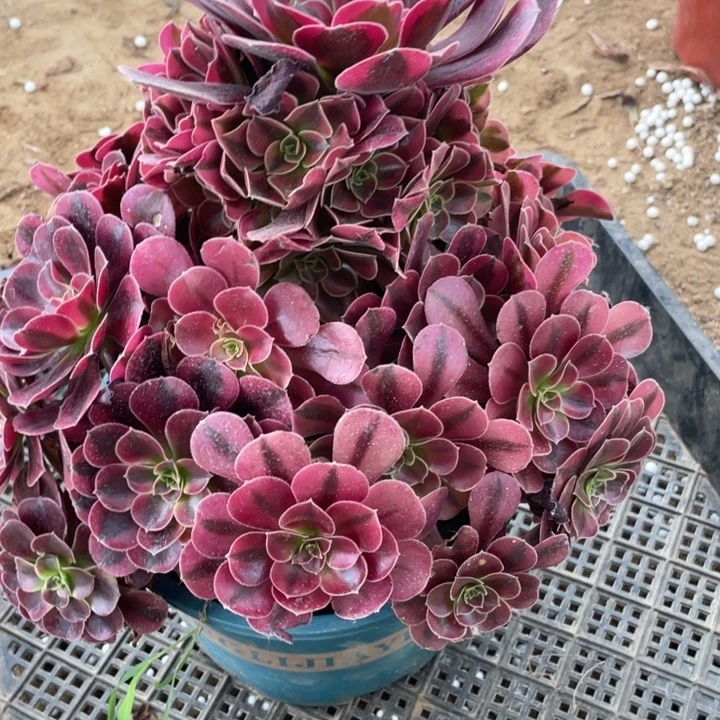 无花朵422多肉植物凤冠