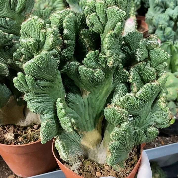 花花草草花花草草