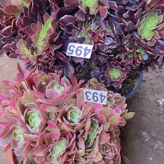 迂*_多肉植物两个有开列