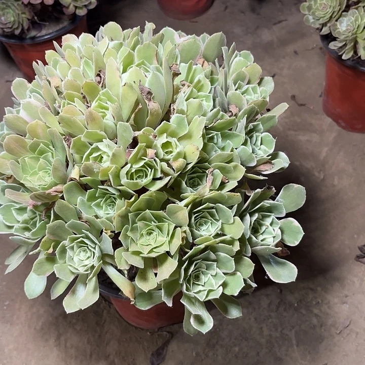 指***沙多肉植物法师女妖38