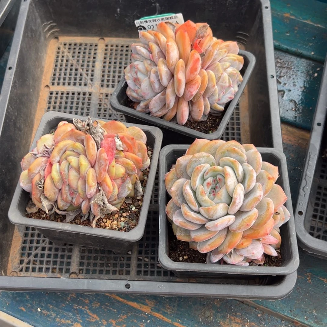 从前慢多肉精选编号0119.144