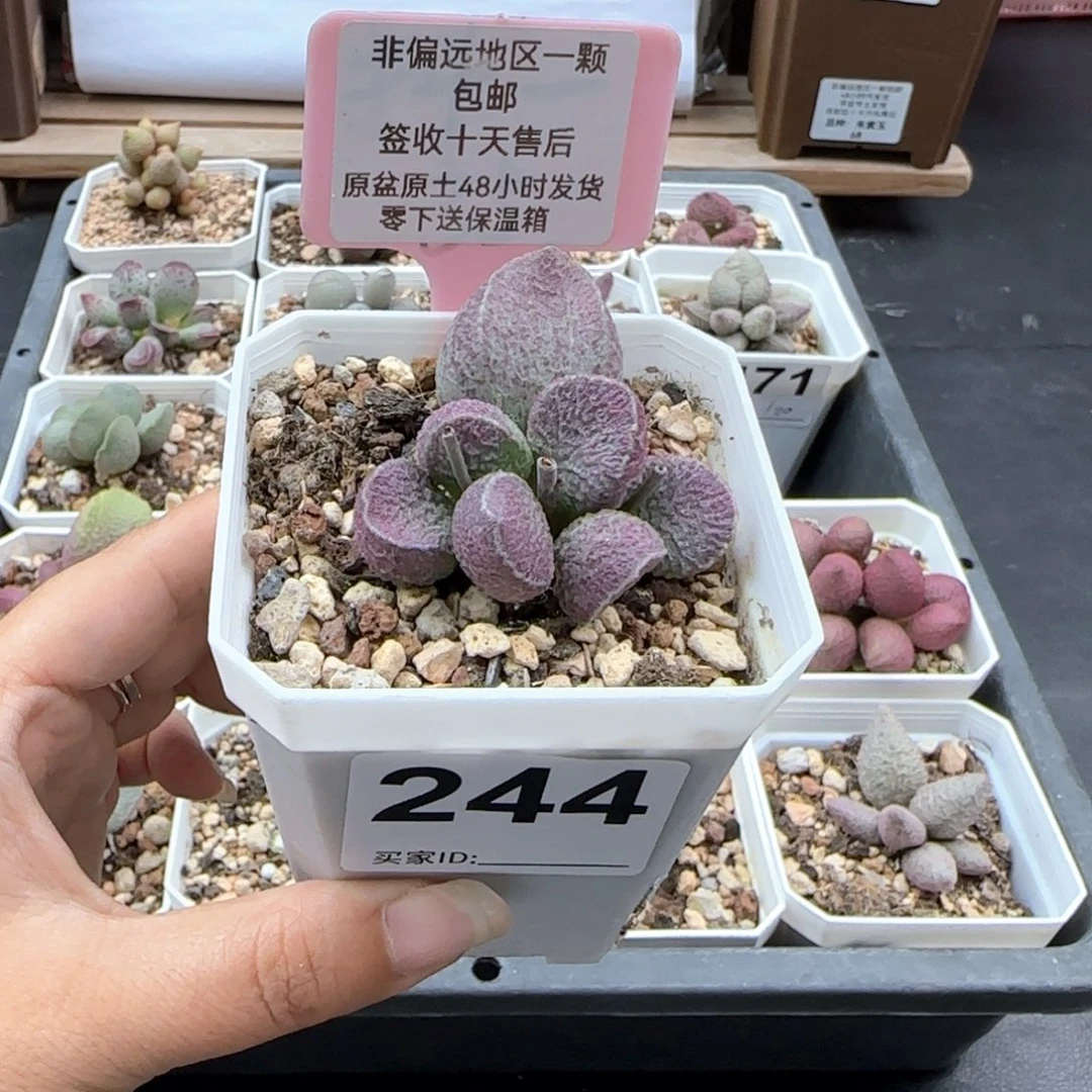 244哈莫猪肝多肉植物