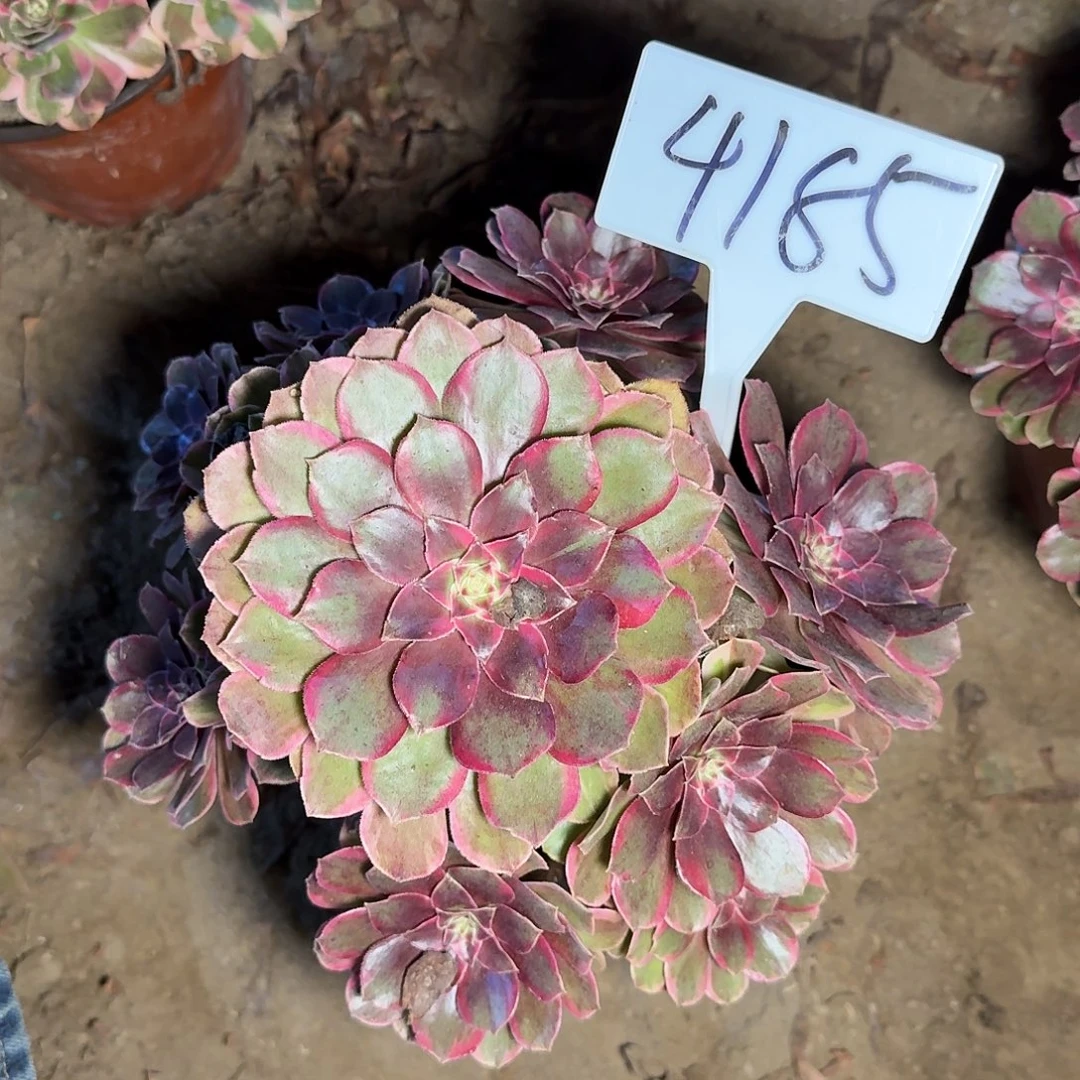 4185倾城之恋多肉法师多肉