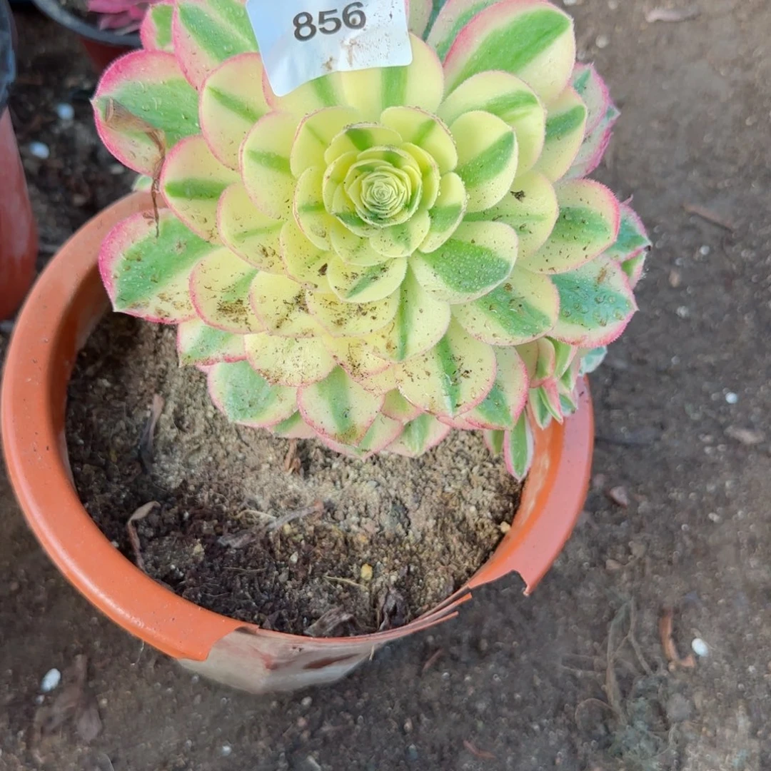 海鲜法师多肉856