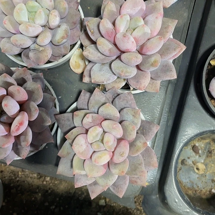 半夏2.8带盆土发