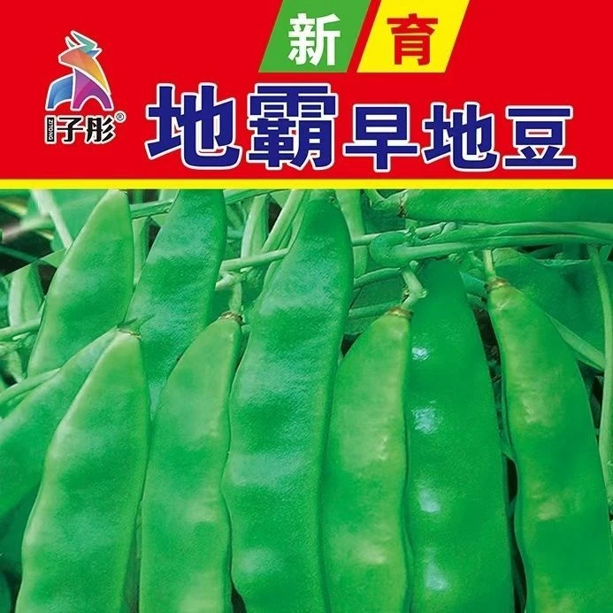 地霸早地豆早熟豆角种子无需搭架耐低温高温耐弱光耐干旱豆角籽种