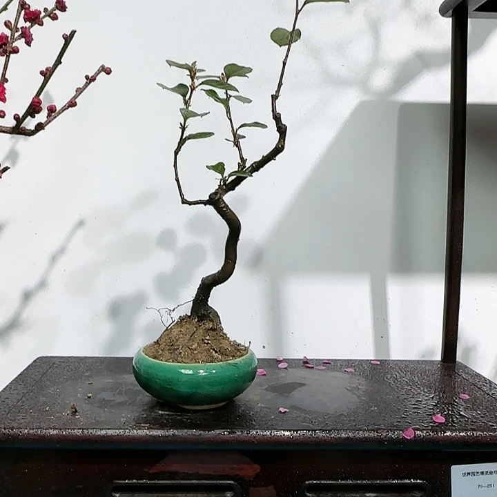 红陶游**客d cv n n m l l