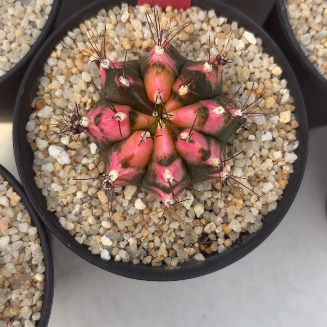 70-0104泰国发货多肉