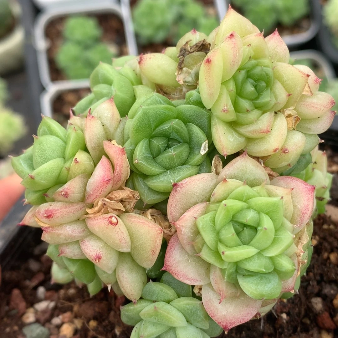 0529-179 麦秆优选