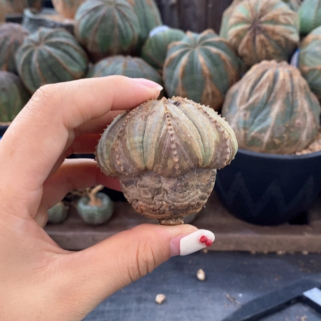 原产地布纹球一物一拍