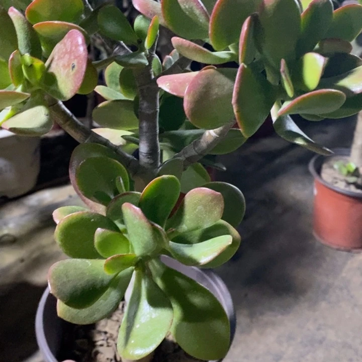 永***!红叶玉树一物一拍