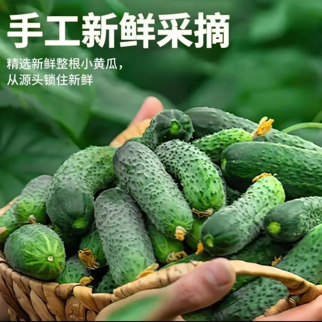 【出口品质】寿光玛莎黄瓜水果即食迷你小青瓜旱黄瓜黄瓜水果黄瓜