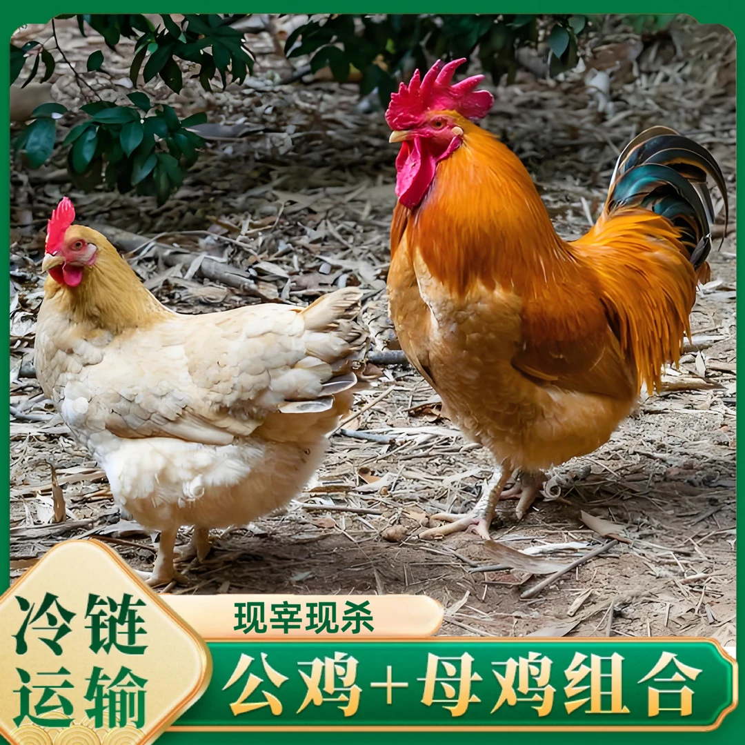 【媛媛1*】3只3年母鸡+赠1只公鸡组合4只净重10-11斤