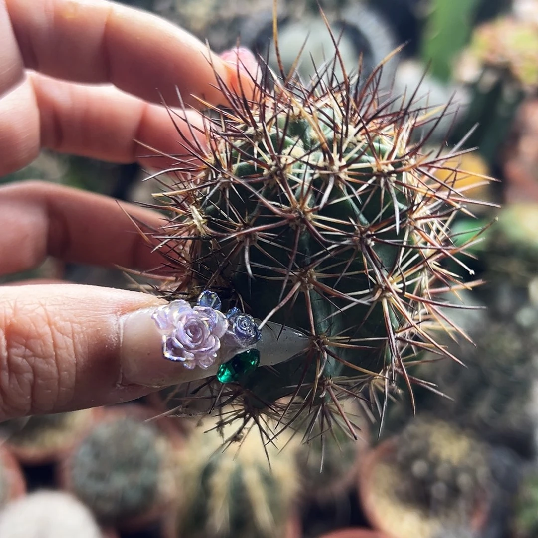 林氏虾有根仙人球666666