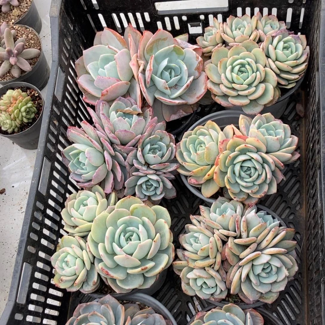 16.18乱七八糟杂交随机发货随机一颗双头